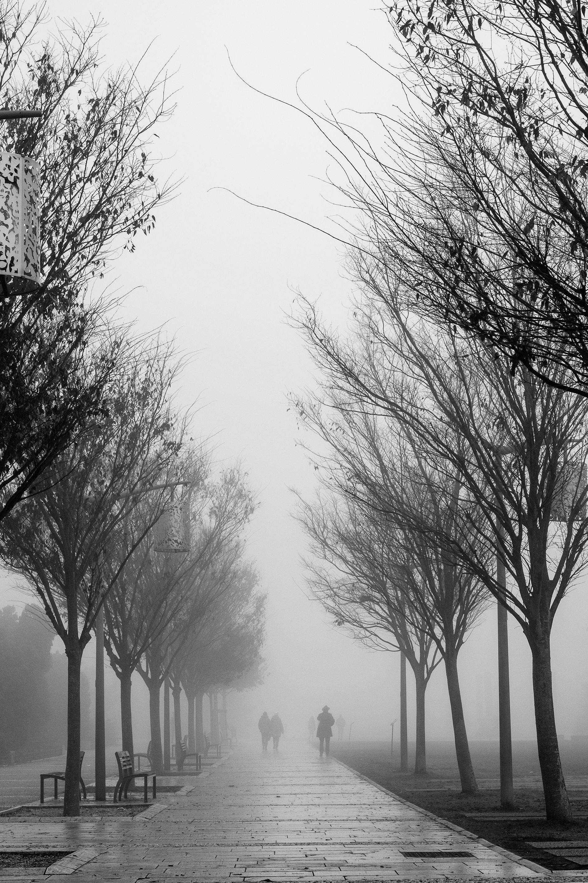 A misty alley of trees